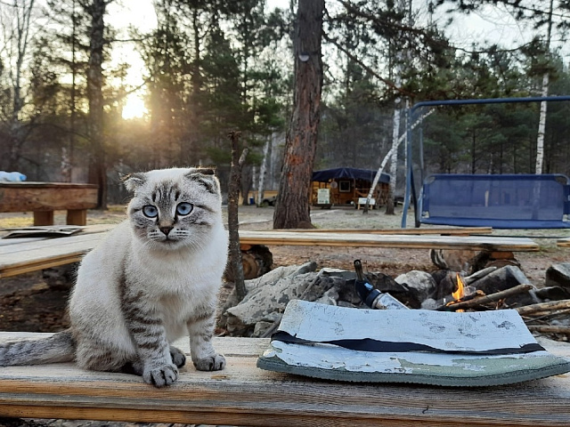 Сторожевой кот Таёжик